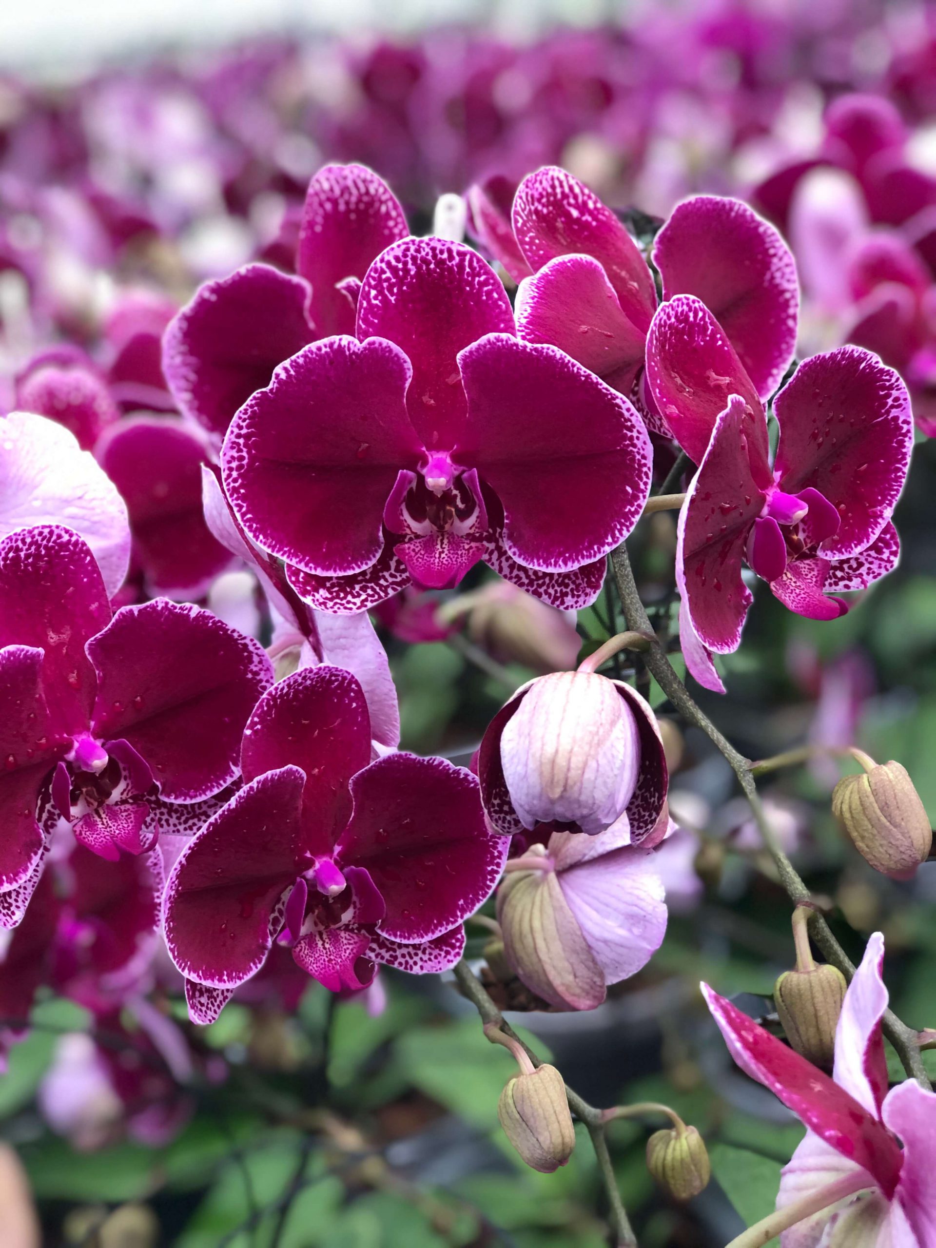 Lie De Vin Walter Grootscholten Orchid Nursery